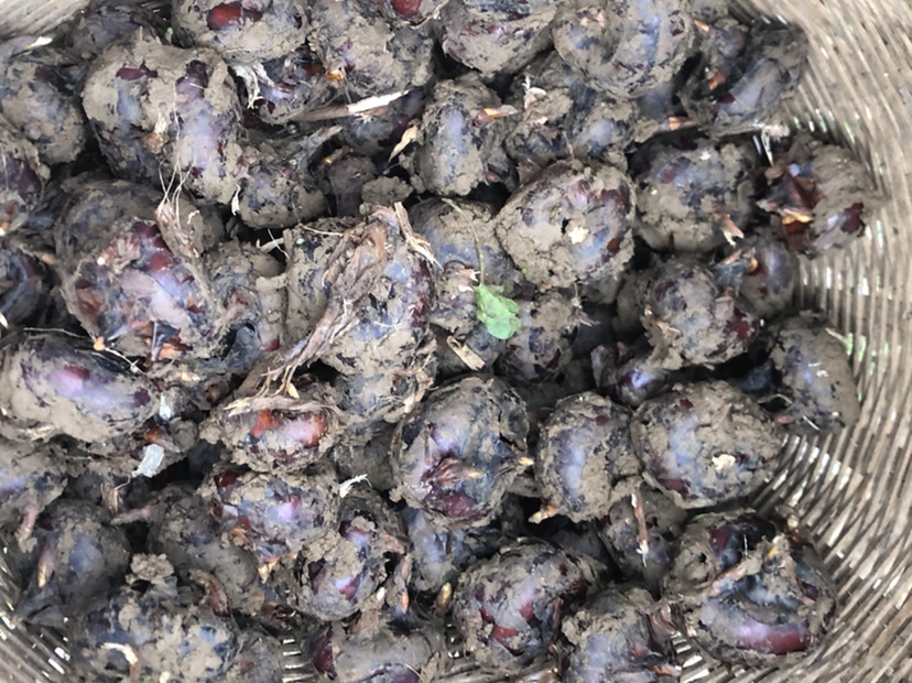 云南文山红甸马蹄果荸荠