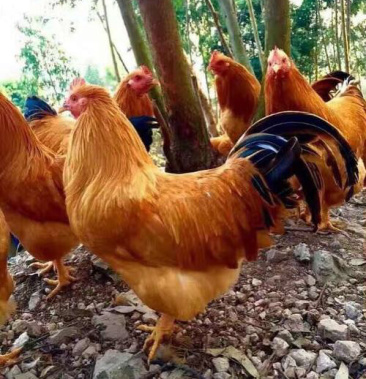 快大黄三黄鸡苗大三黄品种优良包打疫苗包运输成活率