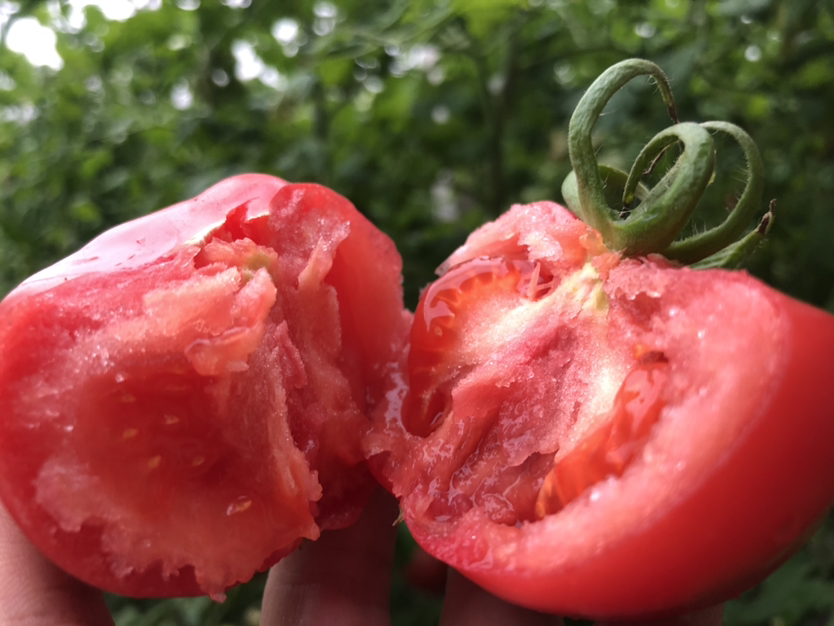 切开的普罗旺斯番茄横截面