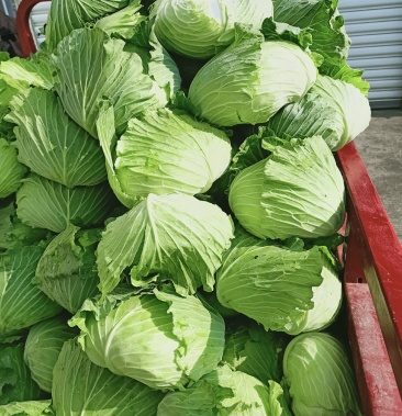汉中包包菜平头菜鲜叶绿产地直销大量供货