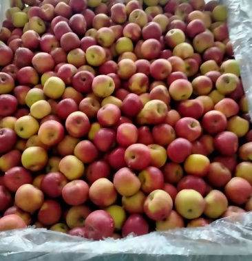 [苹果批发]精品七零以上大个鸡冠平果大量有货,六毛钱,需要的老板联系