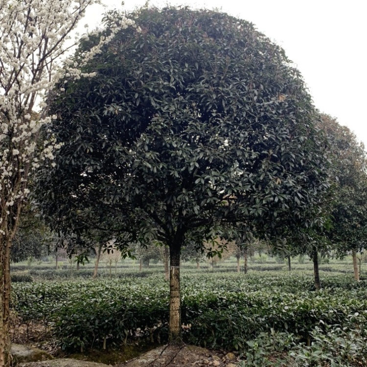 [桂花批发]供应精品桂花8-25公分独杆丛生桂花规格齐全价优价格320.