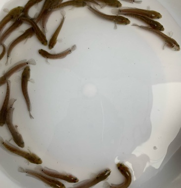 七星鱼苗山斑鱼苗活体月鳢鱼苗花星鱼小型观赏鱼淡水养殖