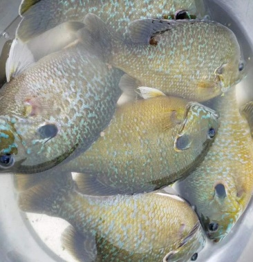 雜交太陽魚苗 藍鰓太陽魚苗 原生魚魚苗 淡水養殖魚苗