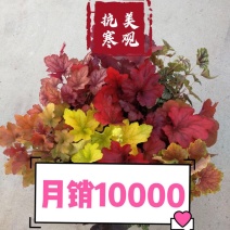 矾根植物，观赏性四季变色