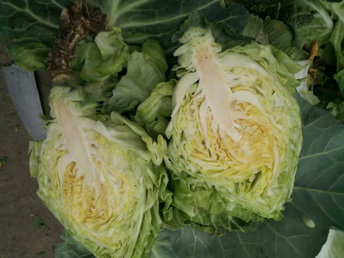 牛心甘蓝切面展示内部结构