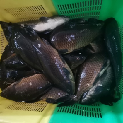 杭州鲫鱼价格行情走势 - 一亩田