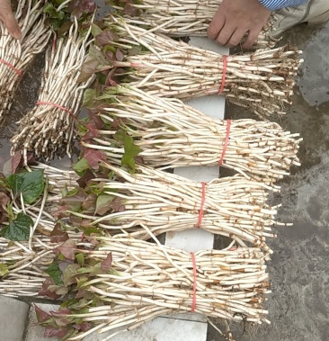 鱼腥草嫩芽折耳根嫩芽