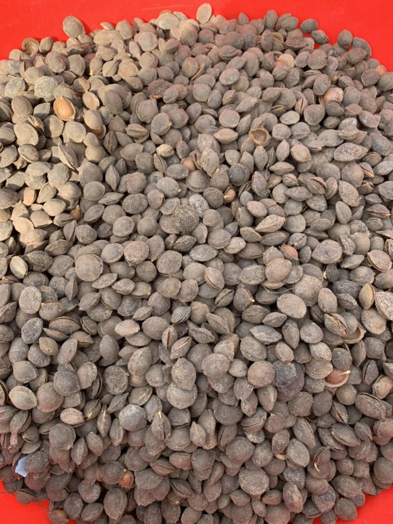 嫁接杏李子专用种子自家沙藏出苗有保证