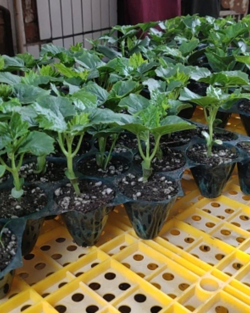 丝瓜苗,又叫水瓜苗,大量供应