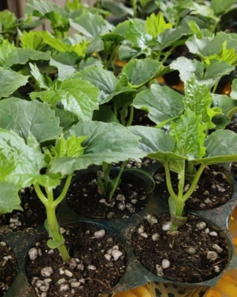 丝瓜苗,又叫水瓜苗,大量供应