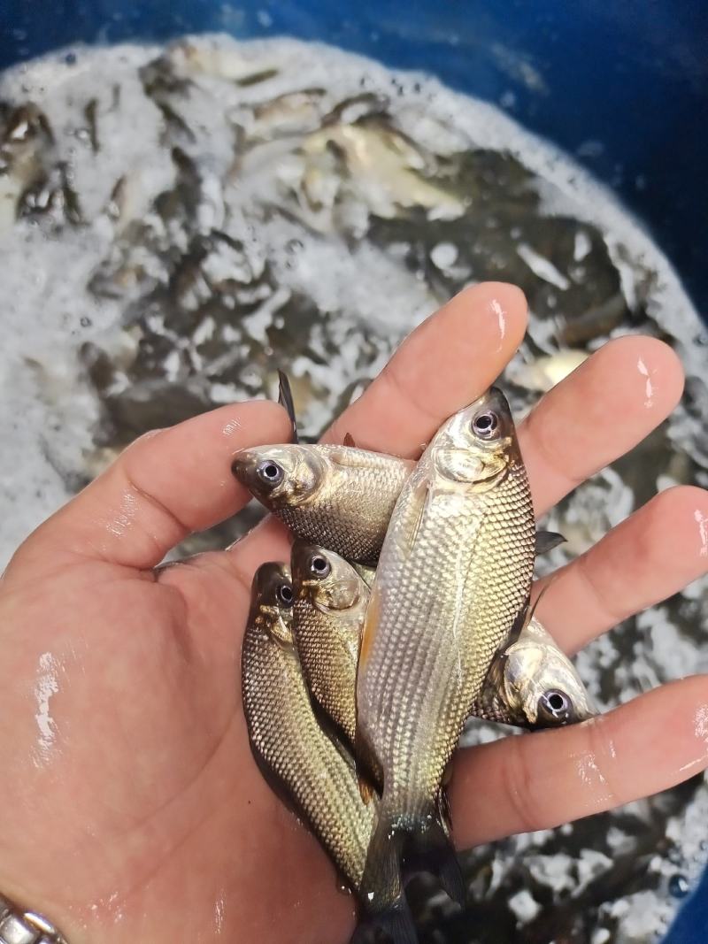 [鲷鱼苗批发]广西南宁西乡塘区鲷鱼苗 0.25元/尾巴西鲷鱼苗, _ 一亩田