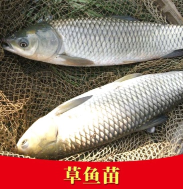 鯇魚苗 白草魚魚苗 四大家魚苗 淡水包活包郵 快價格148