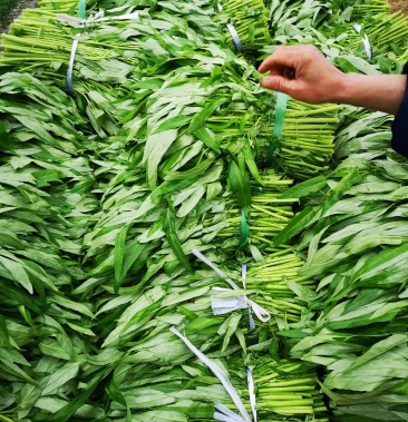 旱地空心菜大量上市供应