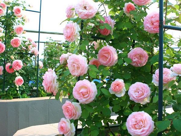 藤本月季攀爬花架盛开场景