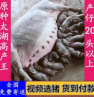 精品原种太湖母猪批发二花脸梅山纯种高产太湖母猪苗疫苗到位