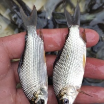 鳊鱼苗，武昌鱼苗，三角边鱼苗淡水鱼苗养殖一手贷源。