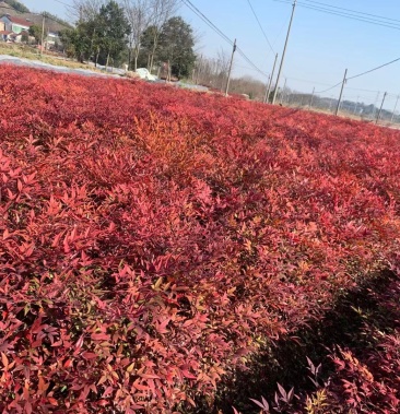 南天竹 红天竹工程苗35/60高绿篱的调节师