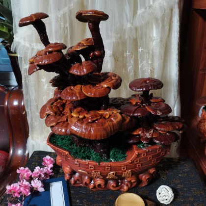 抚松县灵芝盆景价格行情走势 - 一亩田