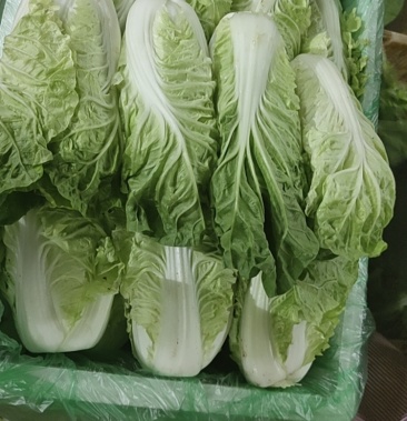 云南精品黄白杭白一年四季有新鲜蔬菜产地直销