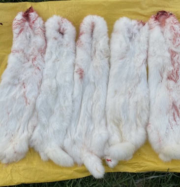 鲜兔皮毛顺皮好冷冻发货,全国各地都可以发货