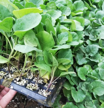 大量供应自根黑宝圆茄苗