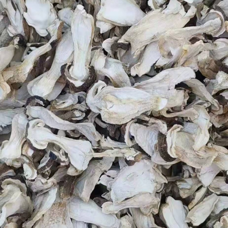 干净有机种植大球盖菇干货