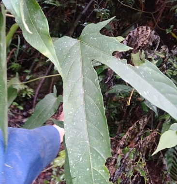 野生白花牛奶根五指毛桃根