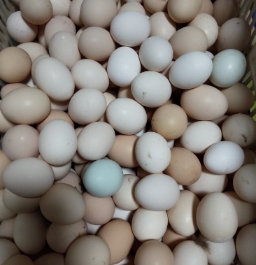 散养柴鸡蛋,柴鸡蛋,柴鸡蛋