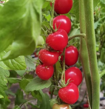 无土栽培圣女果,品种粉贝贝