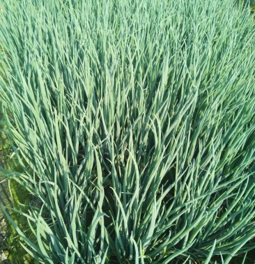 [大葱批发]四季小香葱(黑葱)价格2.00元/斤 - 一亩田