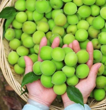 [梅子批发]广东普宁青梅基地出的青梅价格1.60元/斤 - 一亩田