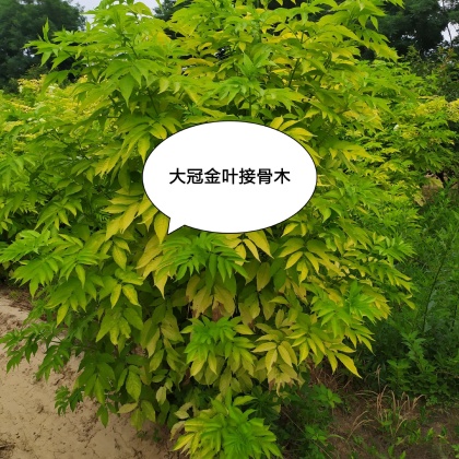 接骨木价格行情走势 - 一亩田