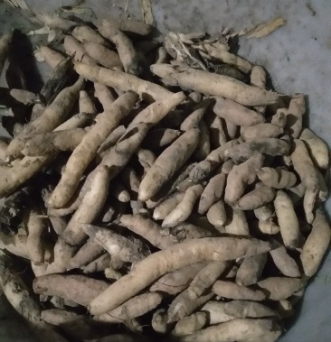 中药根茎类,大天门冬