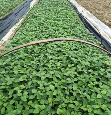 广藿香种苗广藿香全草干枝条