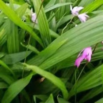 白芨颗粒苗一株四分，纯紫花大宽叶，需要购买电话联系我吧