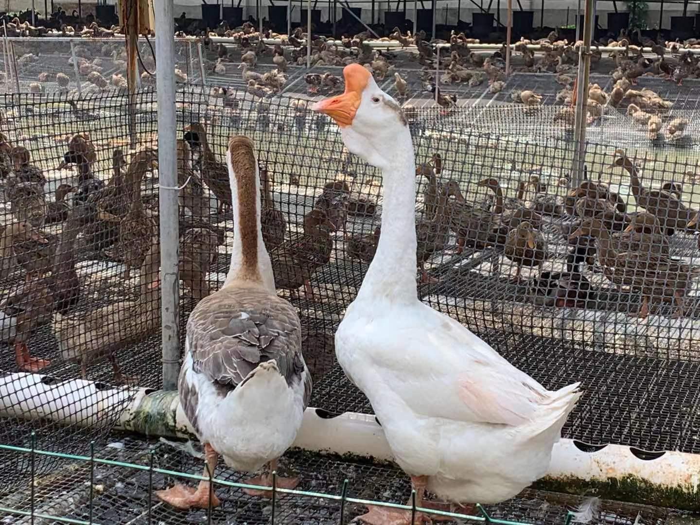 图中展示的是一个现代化的白狮头鹅苗养殖场,鹅苗整齐排列,环境整洁,工作人员正在对鹅苗进行健康检查 白狮头鹅苗养殖场