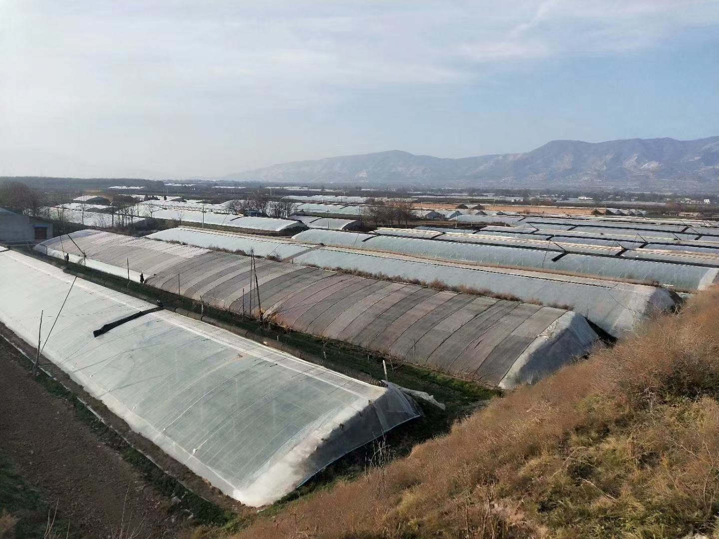 一张信息图表展示陕西省三大农业区(关中、陕北、陕南)普罗旺斯西红柿的播种时间、定植时间、初采时间与集中成熟月份,配有气候图标和典型大棚类型插图 陕西不同区域普罗旺斯西红柿成熟期对比图示