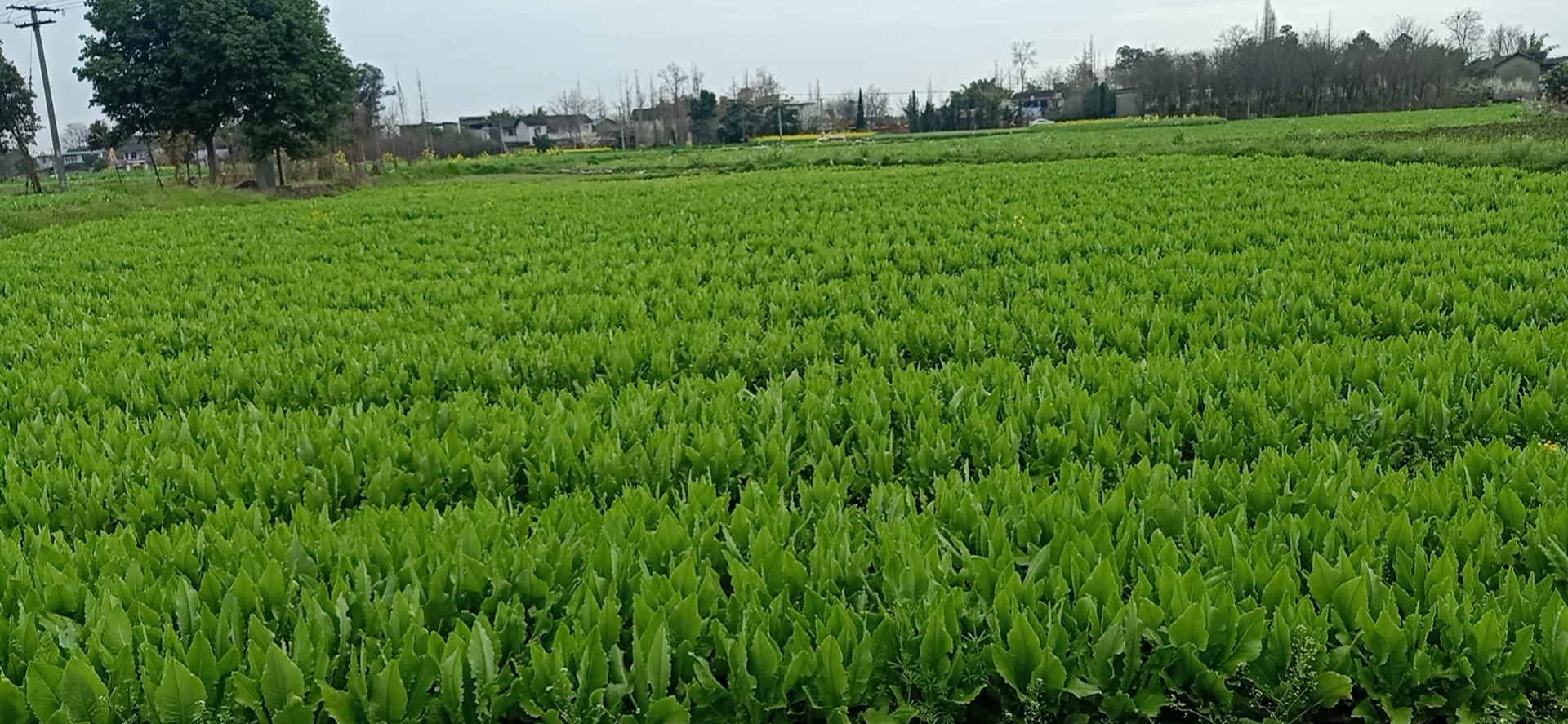 田间油菜与芜菁对比图
