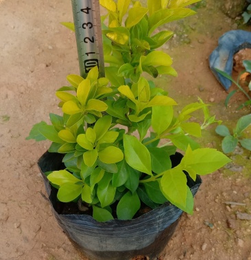 黄金叶黄素梅5斤袋7斤袋绿化苗木