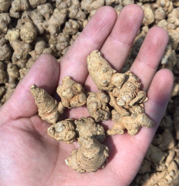 山七云南文山三七全干山七