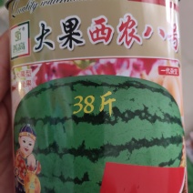 大果西农八号西瓜种子，中熟品种，开花至成熟35天左右，果
