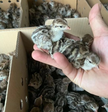 鹧鸪苗本场常年提供鹧鸪苗一个星期一批