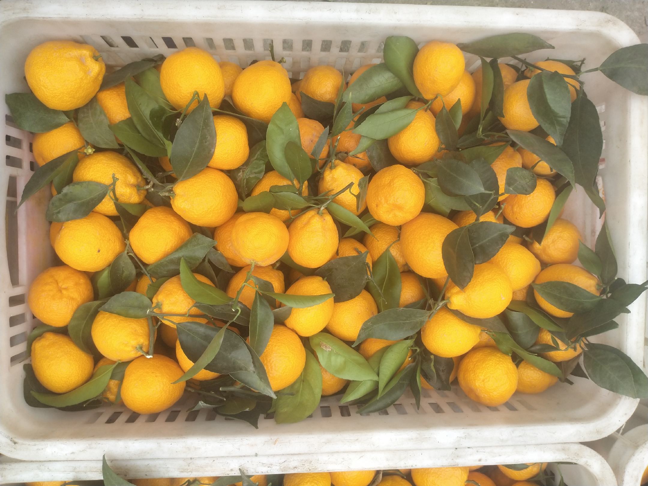 黄果柑采摘现场