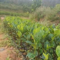 马来西亚五号红肉菠萝蜜苗