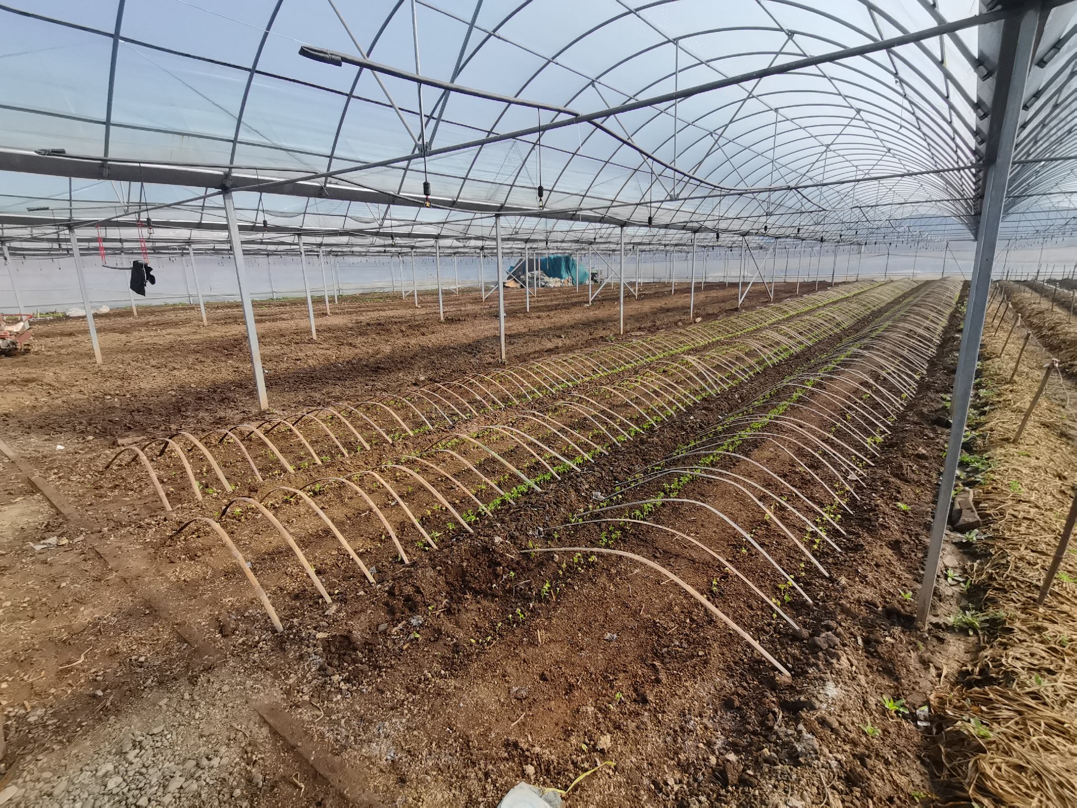 长白山林下松茸仿生栽培示范区