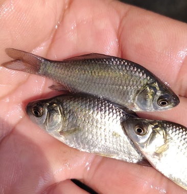 十一朝银鲫鱼苗头批鱼苗有想法的欢迎订购本公司支持送货