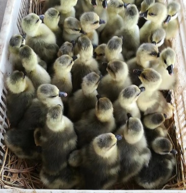 [鹅苗批发]灰鹅 本场全年提供优质鹅苗,每5天一批价格13.