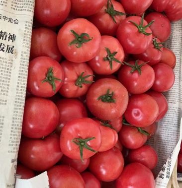 大量出售普罗旺斯西红柿