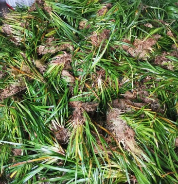 石菖蒲苗野生苗质量很好